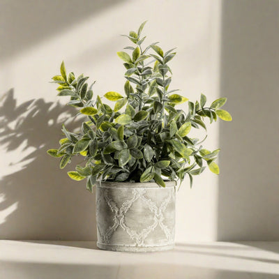 Sage Dusky Green with Patterned Pot - Niamh Carter Interiors